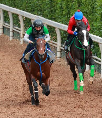 　意欲的な内容で追い切ったインディチャンプ（左）
