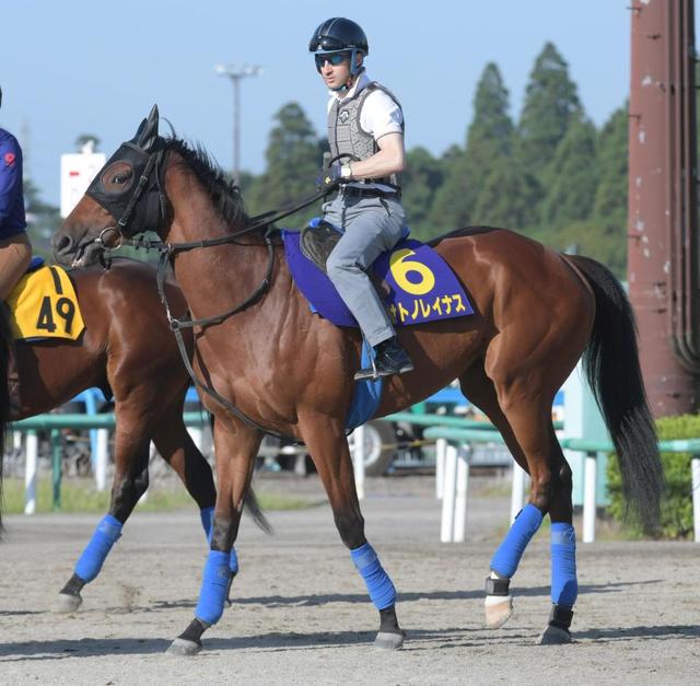 東京 中京の危険な人気馬 東京１１ｒ サトノレイナス 競馬 レース デイリースポーツ Online