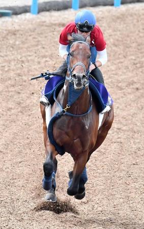 　美浦Ｗで好調をアピールしたシュネルマイスター