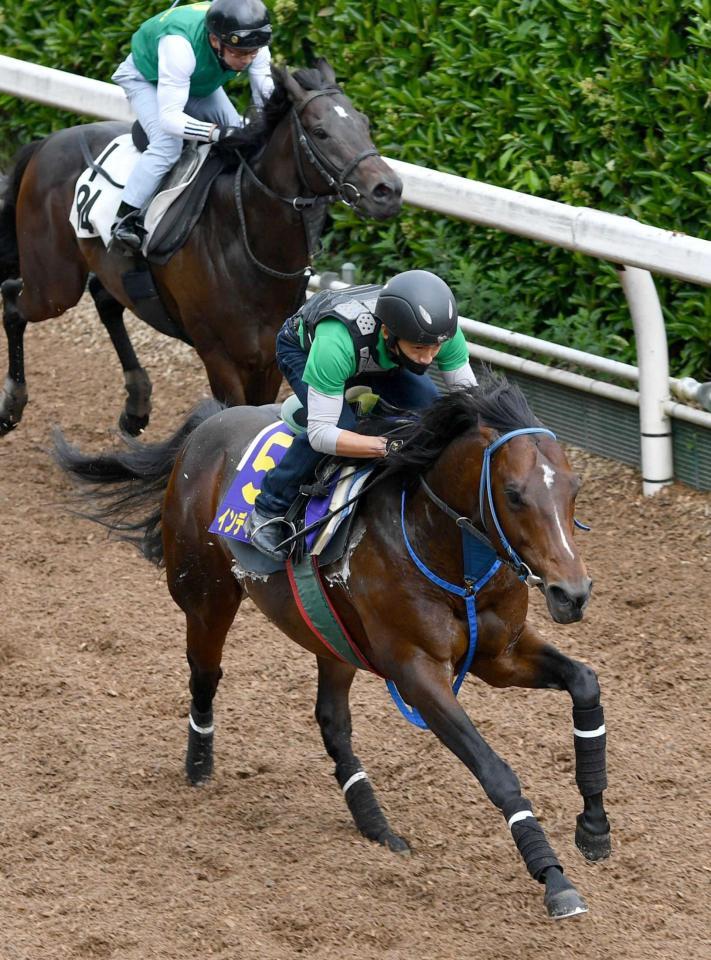 　併せ馬で力強く先着したインディチャンプ（手前）＝撮影・佐々木彰尚