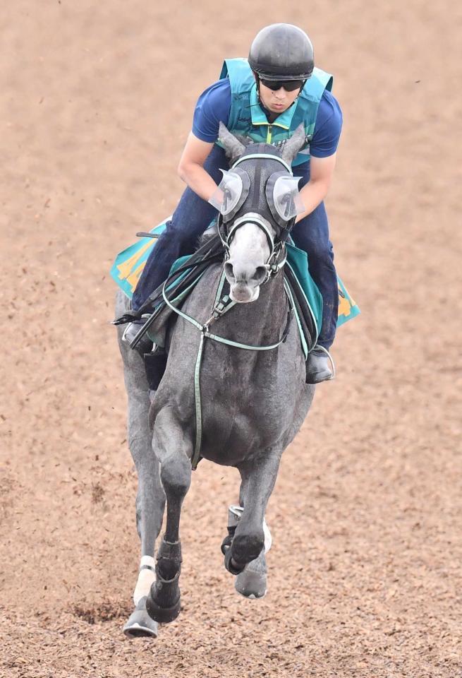 ｐｏｇ クレイドル伸びしろを感じる動き 半兄にステラヴェローチェ 競馬 レース デイリースポーツ Online