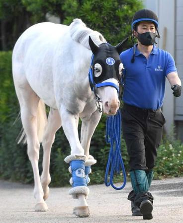 　スタミナを生かしたいシロニイ（撮影・北村雅宏）