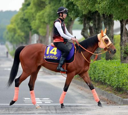 　好気配が漂うレイパパレ