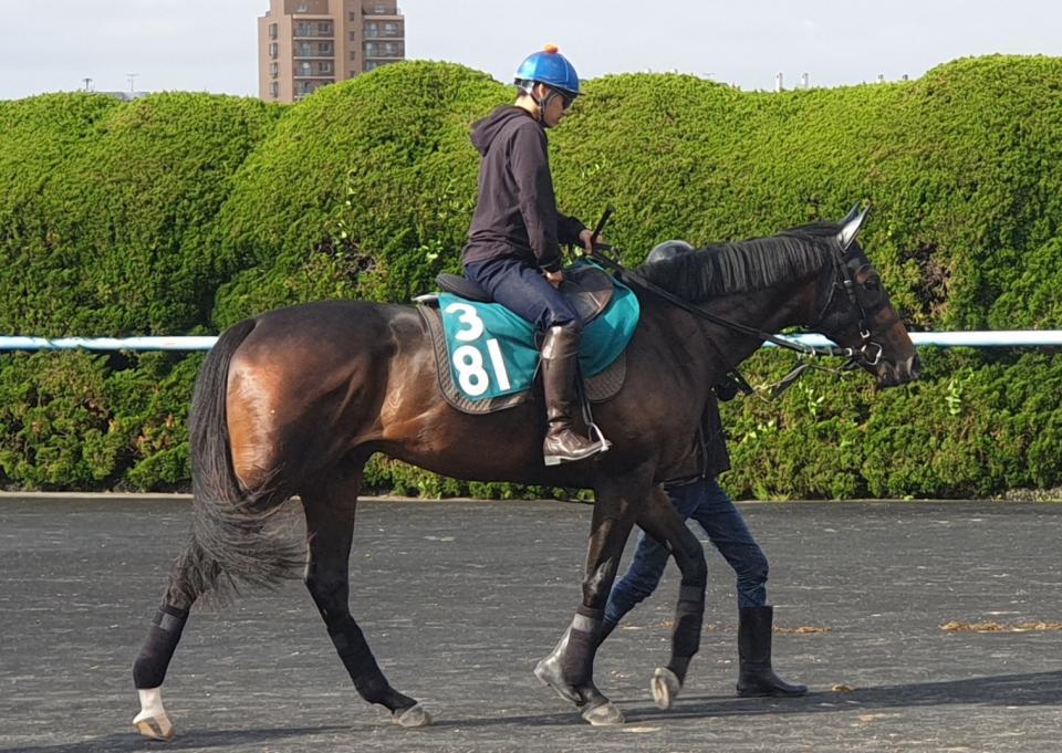 １８日の函館でデビューを予定するリューベック