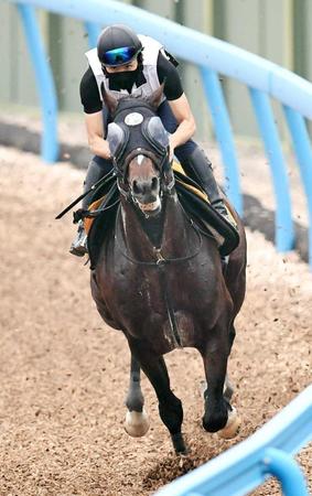 　美浦Ｗで好仕上がりを誇示したクレッシェンドラヴ（撮影・園田高夫）