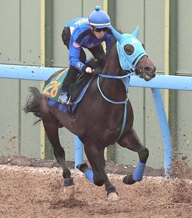 　雄大な馬体を誇るモンタナアゲート（撮影・園田高夫）