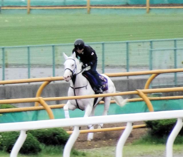 白毛のソダシが函館競馬場で馬場入り