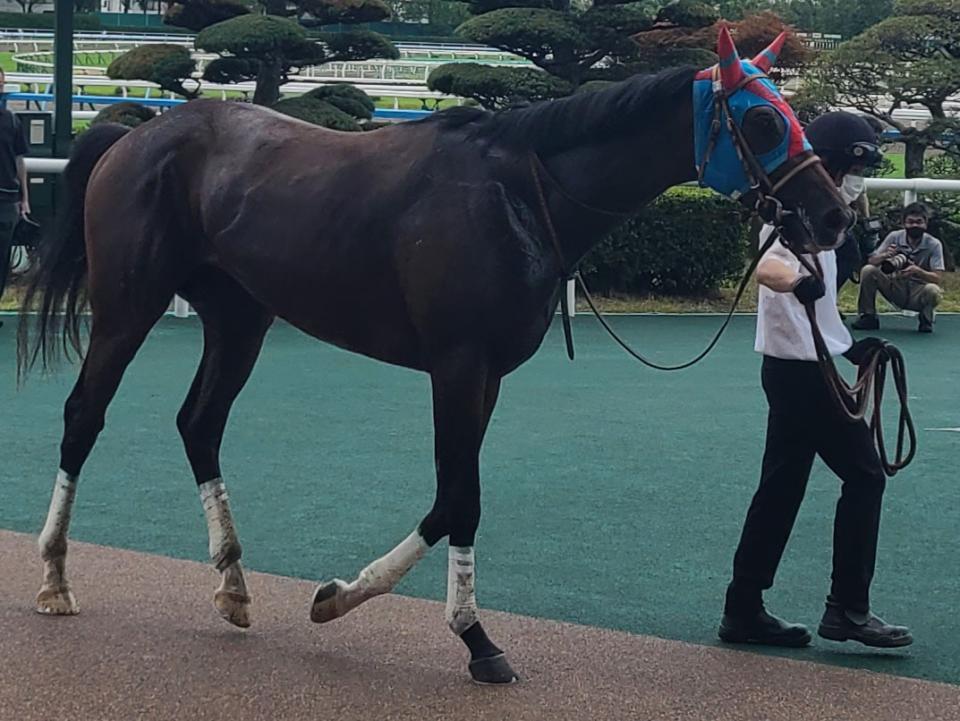 戸崎圭を鞍上に迎え新潟２歳Ｓに挑むサイード