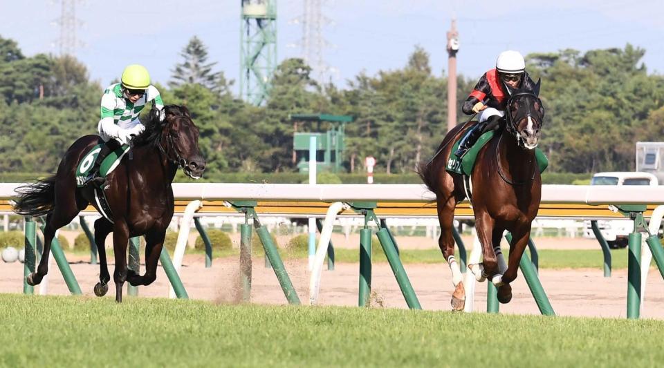 新潟２歳ｓ セリフォス デビュー２連勝 重賞初ｖ 瞬発力駆使して抜け出す 競馬 レース デイリースポーツ Online