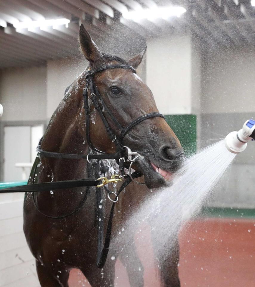 　デビュー戦を快勝したステルナティーア