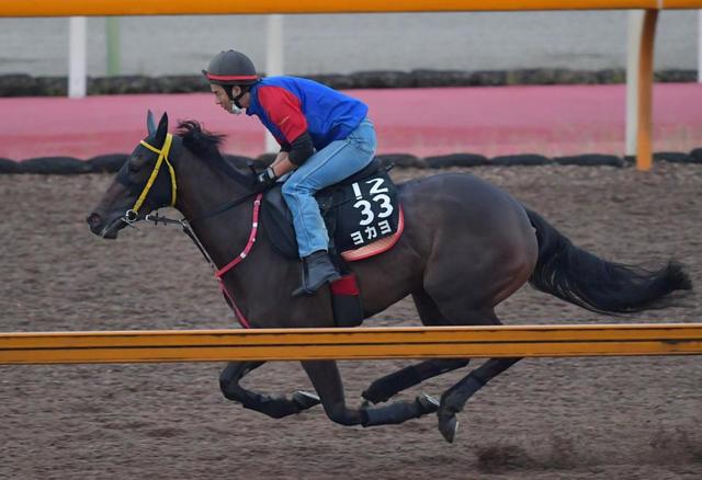 九州産の星”ヨカヨカが骨折で競走能力喪失/競馬・レース/デイリー