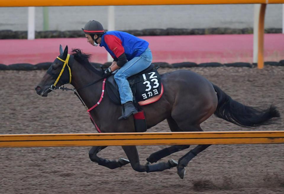 九州産の星”ヨカヨカが骨折で競走能力喪失/競馬・レース/デイリースポーツ online