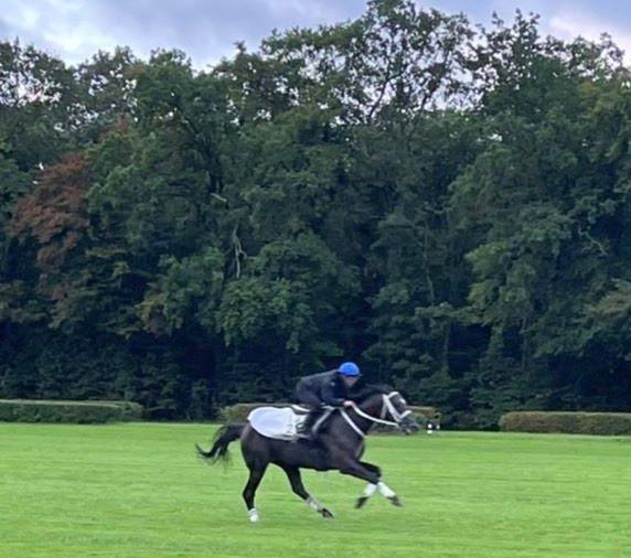 　順調に調整を進めたディープボンド