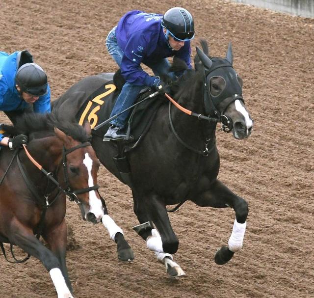 ｐｏｇ エピファニー クラシック見据えルメールといざ初陣 宮田師 素質十分 競馬 レース デイリースポーツ Online