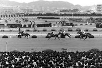　菊花賞を制したハシハーミットと河内（左）＝１９７９年１１月１１日・阪神競馬場