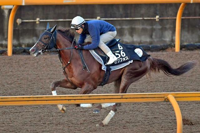 【東京＆阪神の危険な人気馬】阪神１１Ｒ　セリフォス