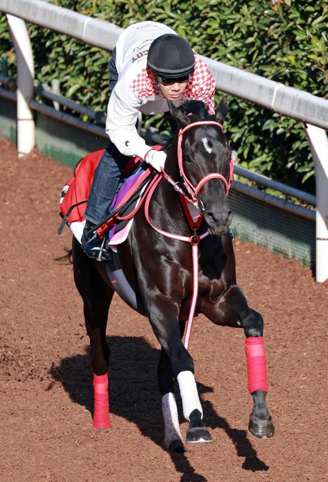 　軽快な動きのコントレイル（撮影・石湯恒介）