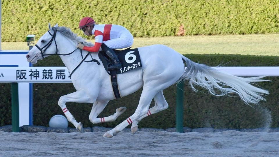 　阪神１０Ｒ茨木Ｓを制したダノンハーロック（撮影・佐々木彰尚）