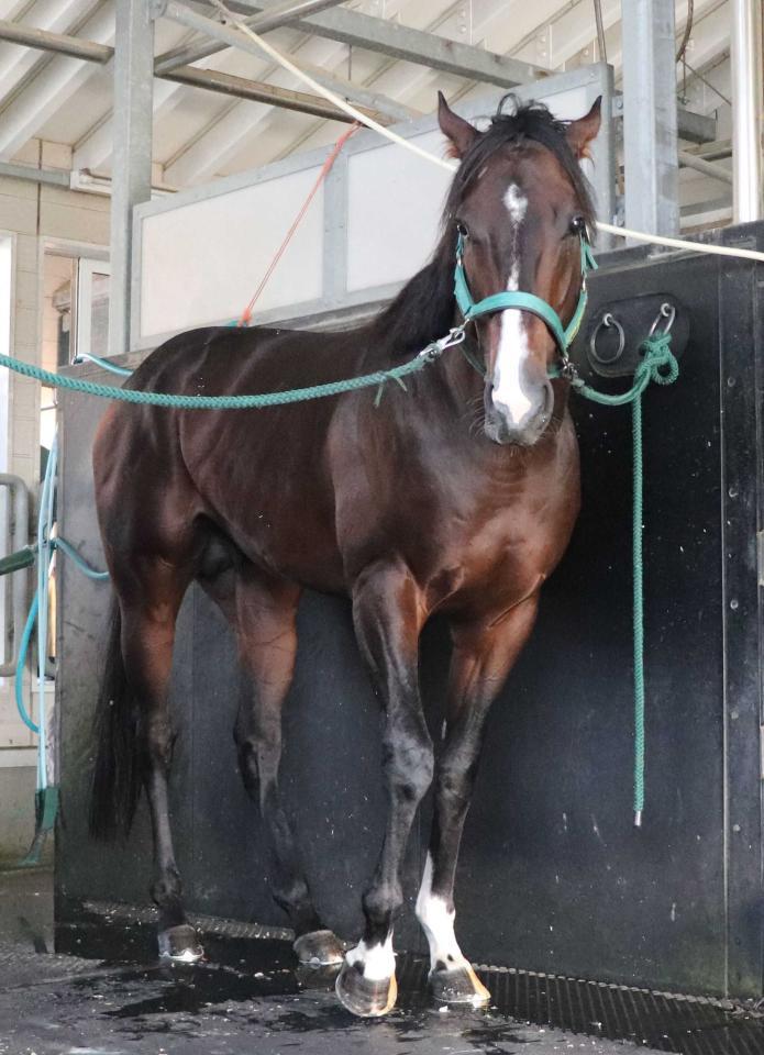 ピクシーナイト