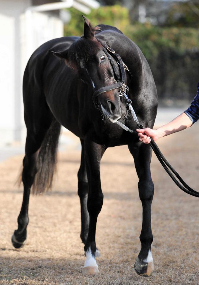 有馬記念】ステラヴェローチェ ミルコで新味「違った一面が出れば