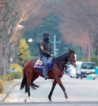 　姉の意地を見せたいメロディーレーン（撮影・石湯恒介）