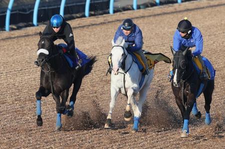 　三浦を背に（右から）シンハリング、ハヤヤッコと併せ馬で追われるコマンドライン（左）