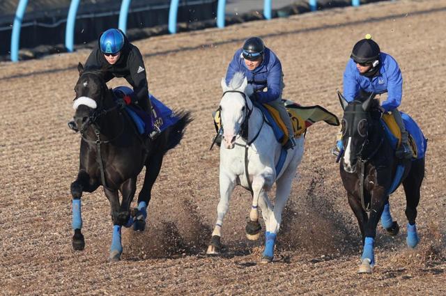 　三浦を背に（右から）シンハリング、ハヤヤッコと併せ馬で追われるコマンドライン（左）