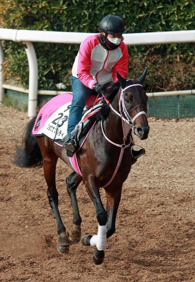 【日経新春杯】中京巧者のショウナンバルディ 重賞連勝だ！積極策で有力馬封じ込める/競馬・レース/デイリースポーツ online