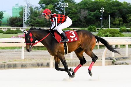 　２年連続で年度代表馬に選ばれたジンギ（提供・兵庫県競馬組合）