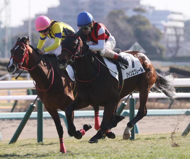 【ＰＯＧ】３歳戦独断評価（１５，１６日）　ウインブライト異父妹ウインエクレールの今後に期待