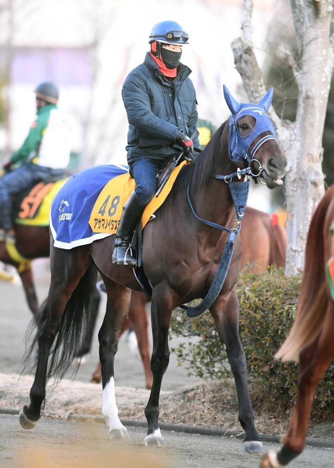 　世代レベルの高さを見せつけたいアサマノイタズラ（撮影・園田高夫）