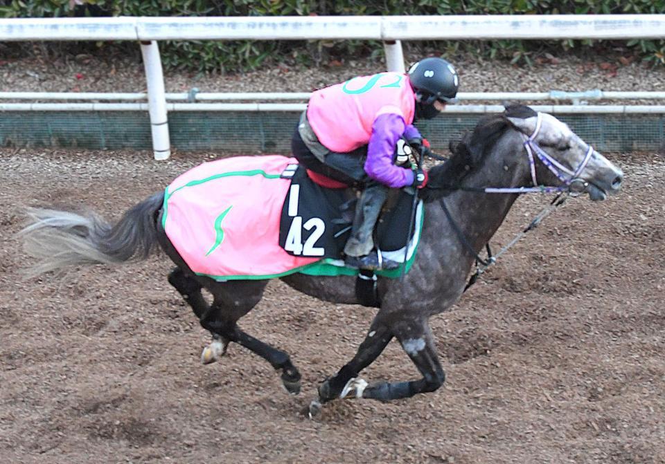 ヴェローナシチーは次走にすみれＳを予定