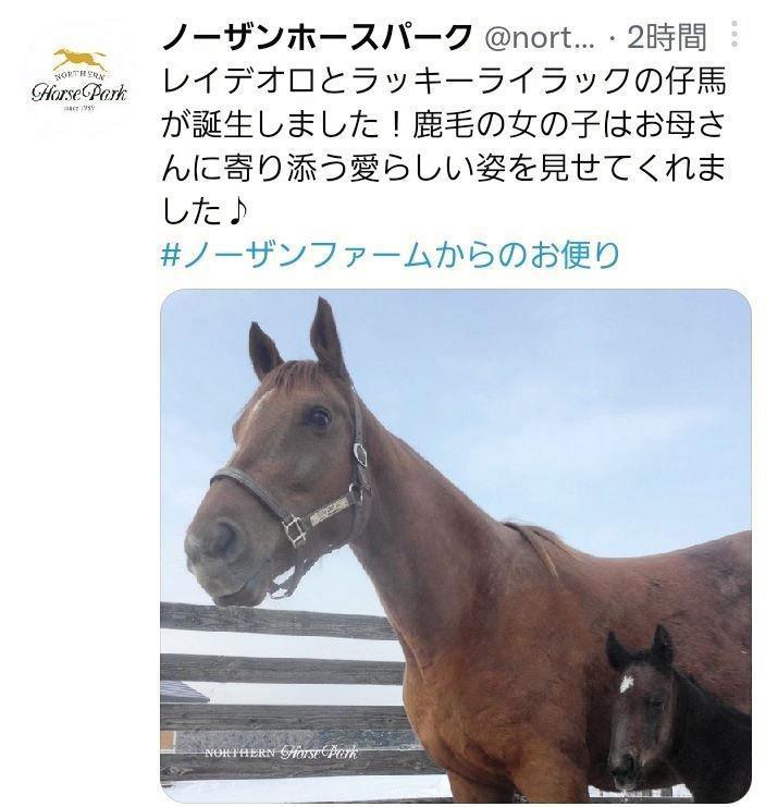 ノーザンホースパークのツイッター（＠ｎｏｒｔｈｅｒｎ＿ｈｏｒｃｅ）から