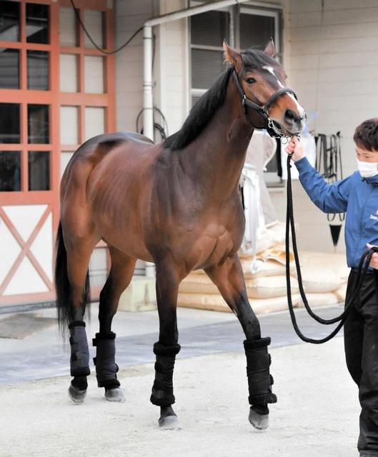 【共同通信杯】ダノンスコーピオン反撃態勢整った　確かな成長実感　初タイトル奪取だ