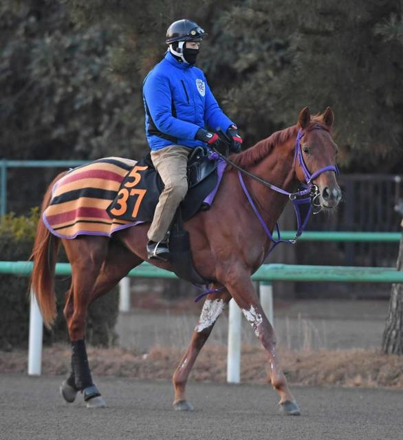 【共同通信杯】サンストックトン　体調上がり好感触　Ｇ１挑戦権獲得へ厩舎先輩に続け