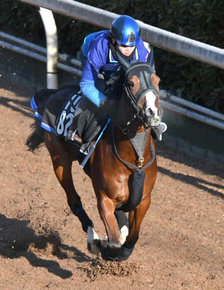 　リズム良く栗東坂路を駆け上がったベルクレスタ（撮影・北村雅宏）