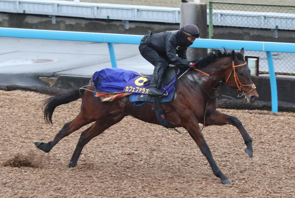 　ウッドチップコースで追われるカフェファラオ