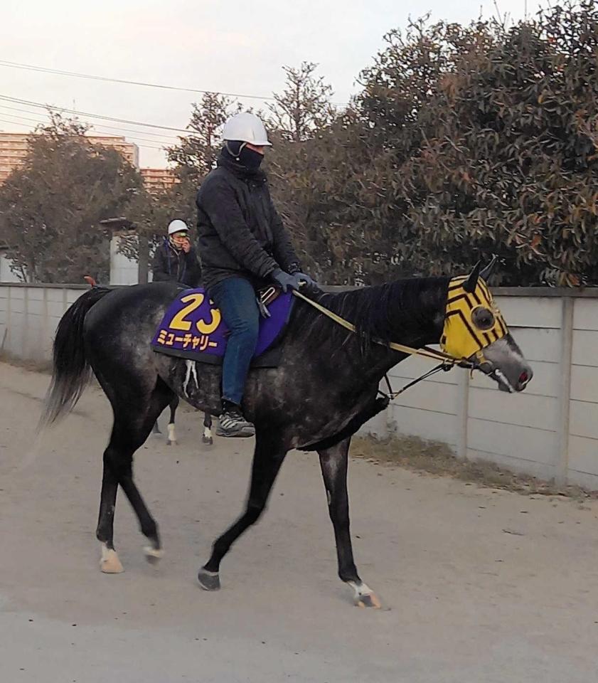 　ＪＲＡ・Ｇ１制覇を目指すミューチャリー