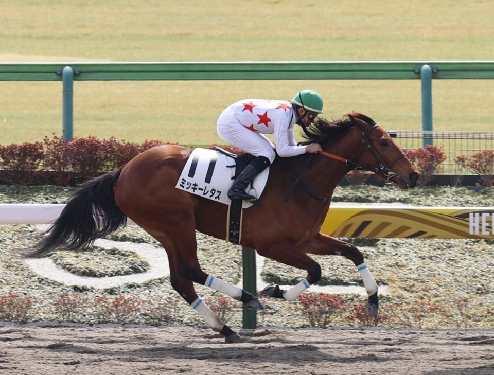 　初陣を制したミッキーレタス