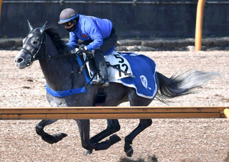　単走でストライドを伸ばしたグレイイングリーン（撮影・石井剣太郎）