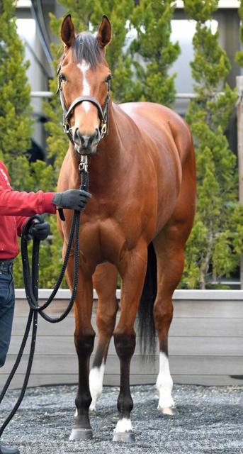 【フィリーズＲ】アドヴァイス　昭和の逃げ馬から受け継ぐＤＮＡ…歴史詰まった激シブ血統