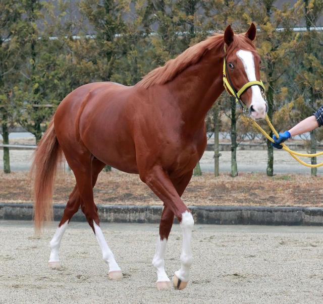 何でも揃う 金鯱賞】ジャックドール あの名馬を彷彿させる快逃5連勝でタイ その他