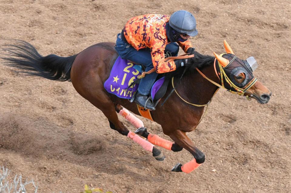 　栗東坂路で順調な仕上がりをアピールしたレイパパレ（撮影・北村雅宏）