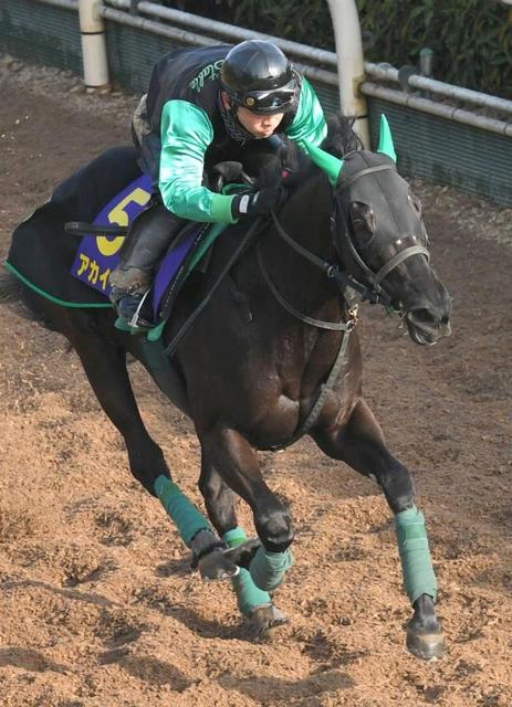 【大阪杯】エ女王杯馬アカイイトが上昇ムード　陣営「１回使って良くなっている」