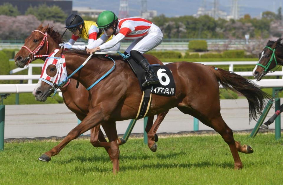 　大阪-ハンブルグカップを制したディアマンミノル＝阪神競馬場（撮影・神子素慎一）