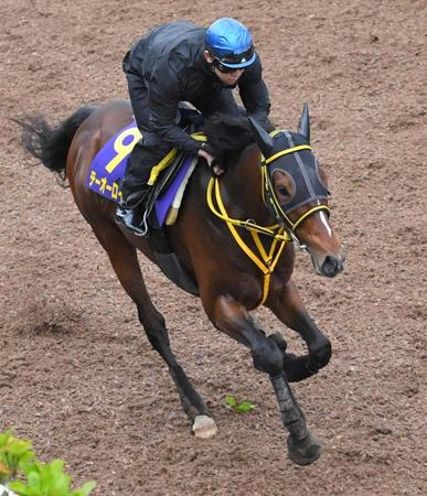 　栗東坂路で４連勝中の勢いを見せつけたテーオーロイヤル（撮影・北村雅宏）