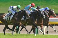 　東京７Ｒを制したシルブロンと今来日初勝利のレーン（手前から２頭目）＝撮影・三好信也