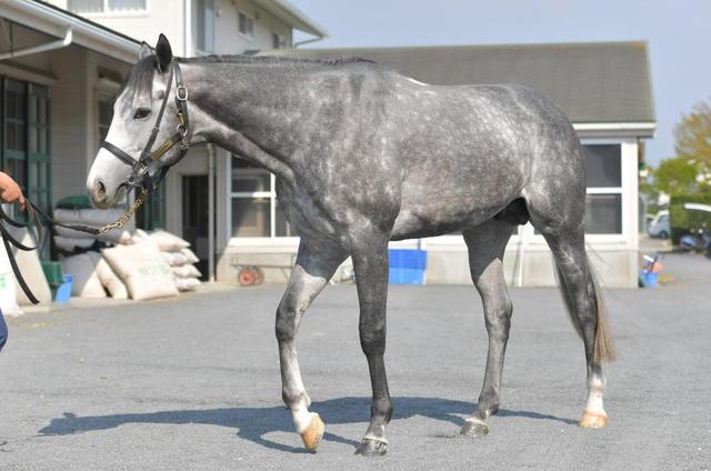 【天皇賞】馬場状態から浮上するのはこの馬だ