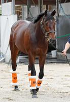 　ガッチリとしたシルエットを誇るタイセイディバイン