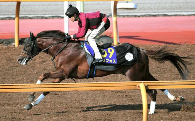 【ＮＨＫマイルＣ】セリフォス　４カ月半ぶりでも万全　中内田師「距離は一番得意」